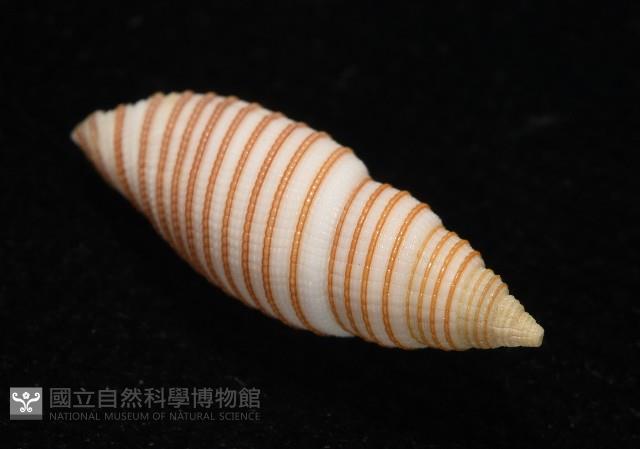 巧彫筆螺藏品圖，第14張