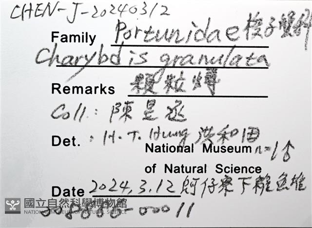 顆粒蟳藏品圖，第14張