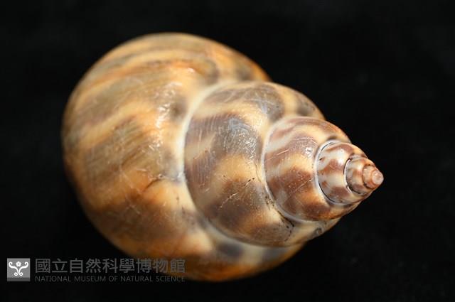 臺灣鳳螺藏品圖，第14張