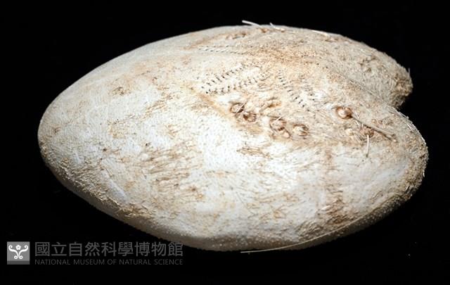 小花瓣裸心海膽藏品圖，第14張
