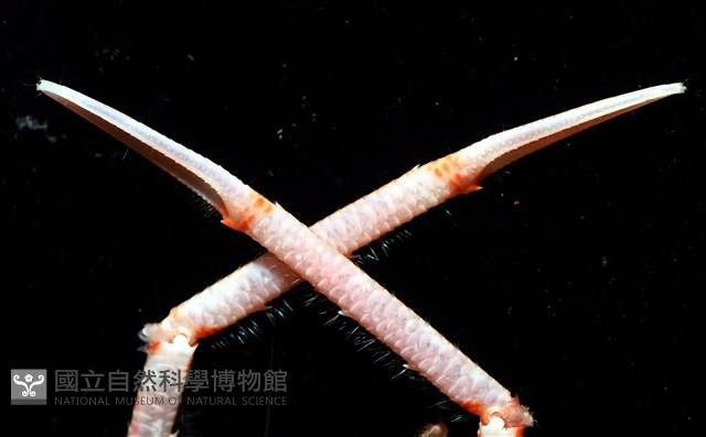 近似宦蝦藏品圖，第14張