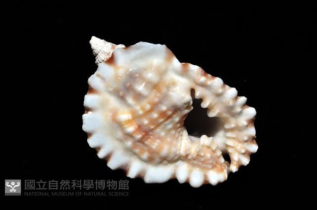 扭法螺藏品圖，第14張