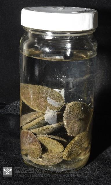 盾形網溝海膽藏品圖，第14張