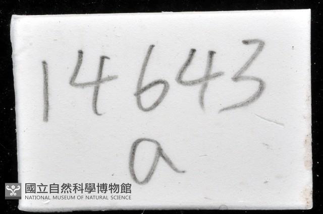 金崙栗蝸藏品圖，第14張