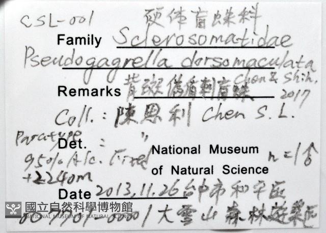 背斑偽盾刺盲蛛藏品圖，第14張
