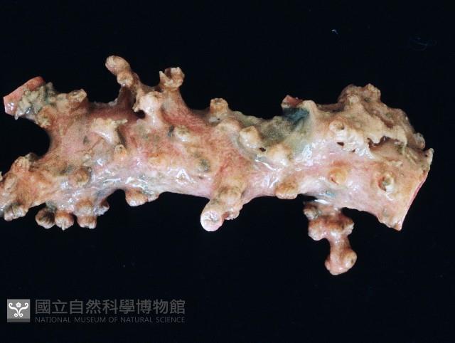 新種臺灣紅珊瑚藏品圖，第14張