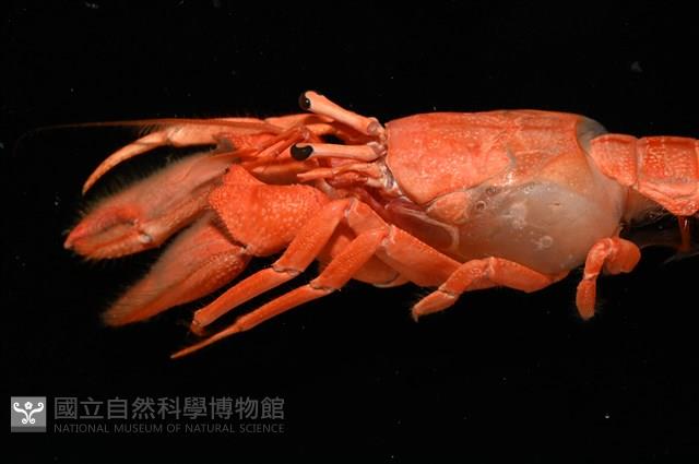 大門螯(大輕石)寄居蟹藏品圖，第14張