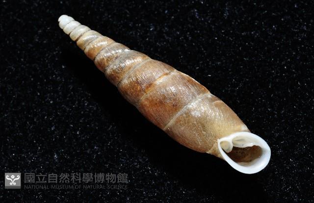 利稻煙管蝸牛藏品圖，第14張