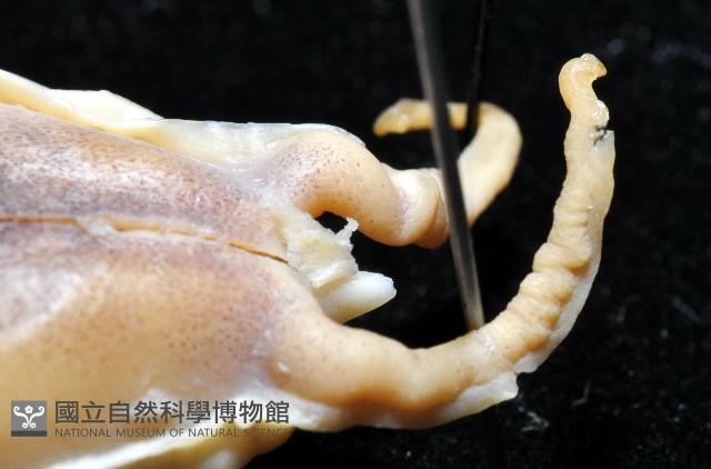 燕尾烏賊藏品圖，第14張