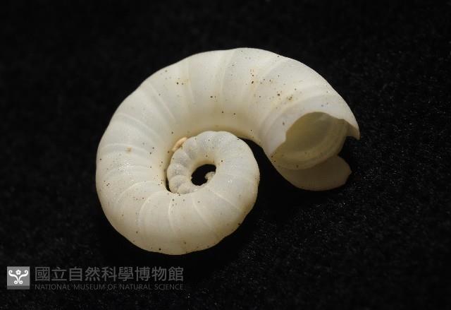 卷殼烏賊(旋殼烏賊)藏品圖，第14張