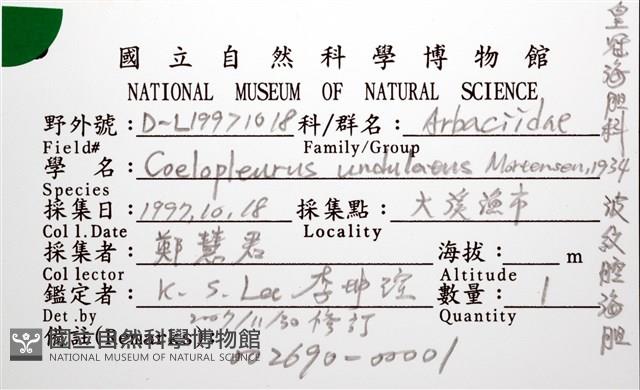 浪腔海膽(波紋腔海膽)藏品圖，第14張