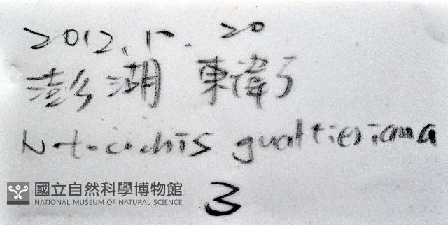 小灰玉螺藏品圖，第14張
