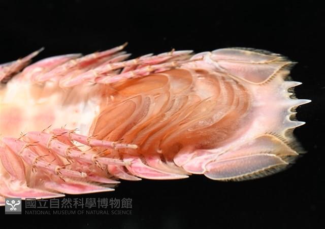 道氏深水虱藏品圖，第14張