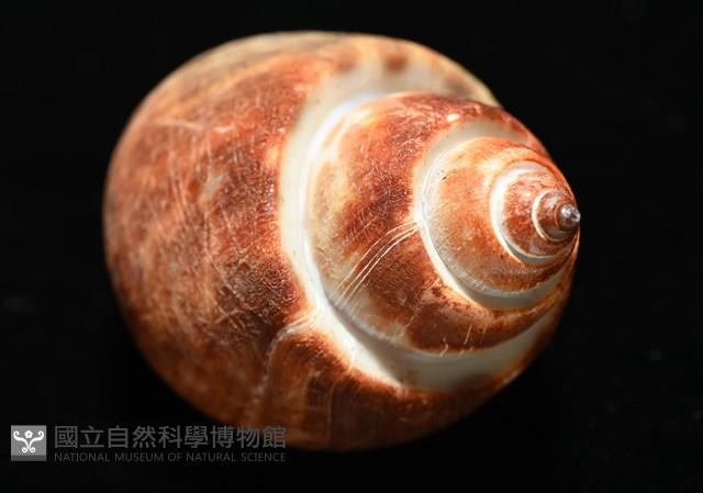 深溝鳳螺藏品圖，第14張