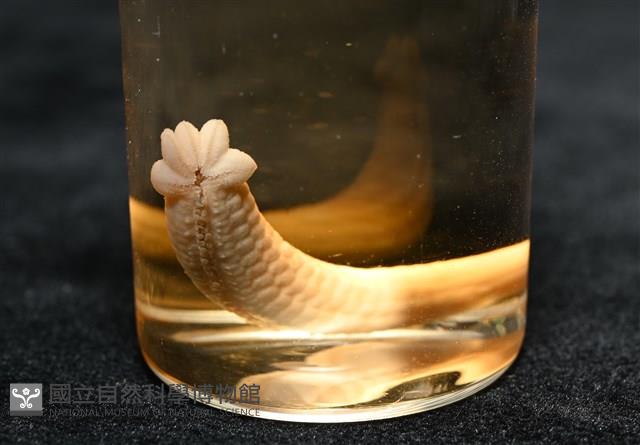 少篩蛇海星藏品圖，第14張