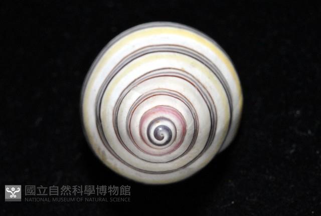彩虹蝸牛藏品圖，第14張