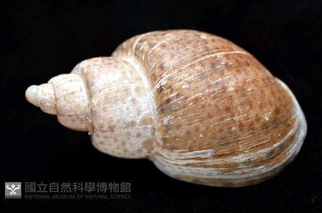 南非鳳螺藏品圖，第14張