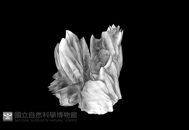 薄殼藤壺藏品圖，第14張