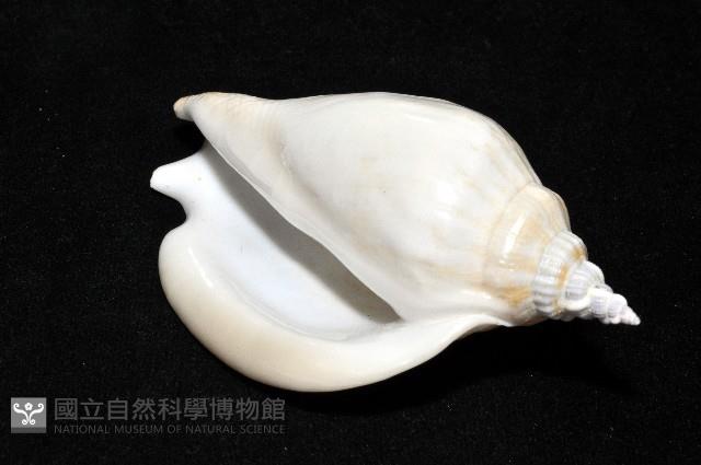 圓袖鳳凰螺藏品圖，第14張
