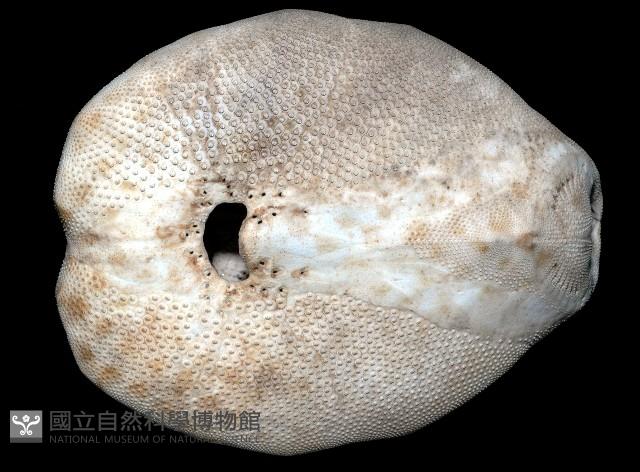 秀麗布萊海膽藏品圖，第14張