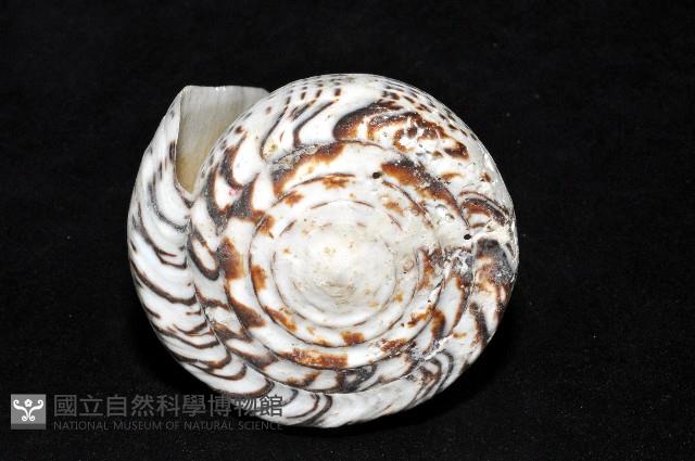 密碼芋螺藏品圖，第14張