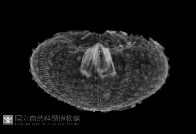 芮氏刻肋海膽藏品圖，第14張
