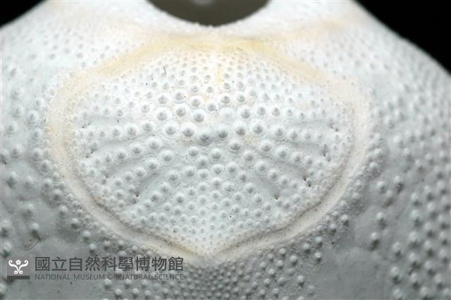 心形海壺藏品圖，第14張