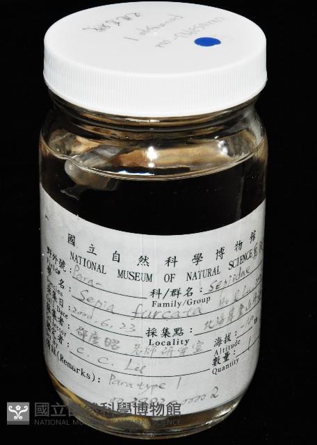 叉尾烏賊藏品圖，第14張