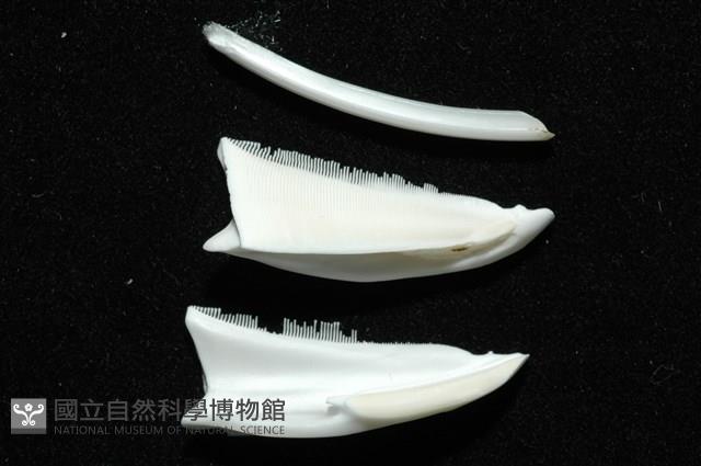 石筆海膽(鉛筆海膽)藏品圖，第14張