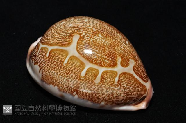 泛紅地圖寶螺藏品圖，第14張
