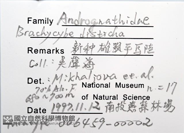 新種雄顎平馬陸藏品圖，第14張