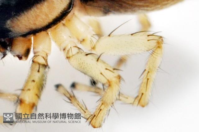 多色金毛蛛藏品圖，第14張