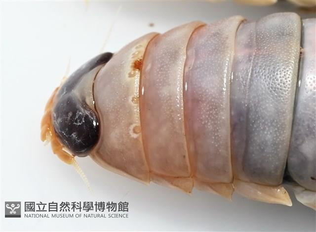 未知種紡錘水虱藏品圖，第14張