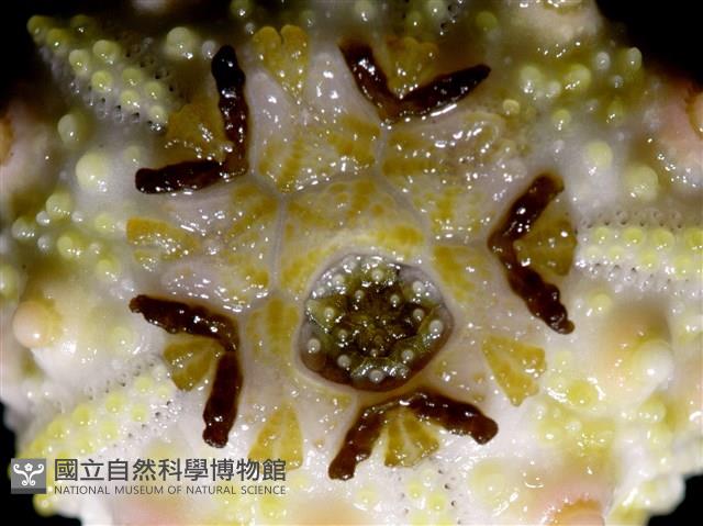環棘深淵沙棱海膽藏品圖，第14張