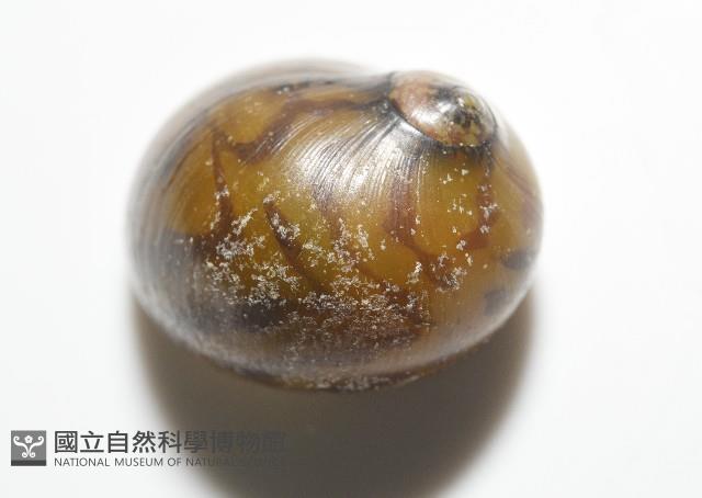 細斑蜑螺藏品圖，第14張