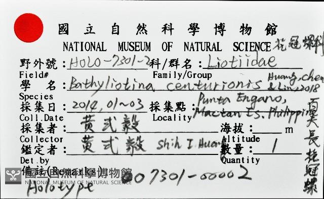 百夫長花冠螺藏品圖，第14張