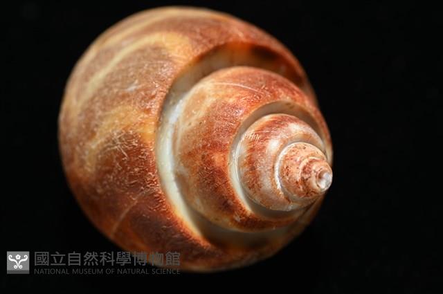 深溝鳳螺藏品圖，第14張