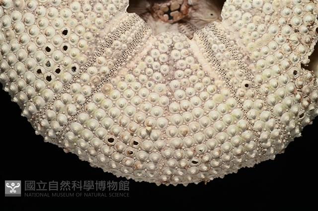 輻星肛海膽藏品圖，第14張