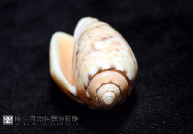 登錄號:007819-00132藏品圖，第14張