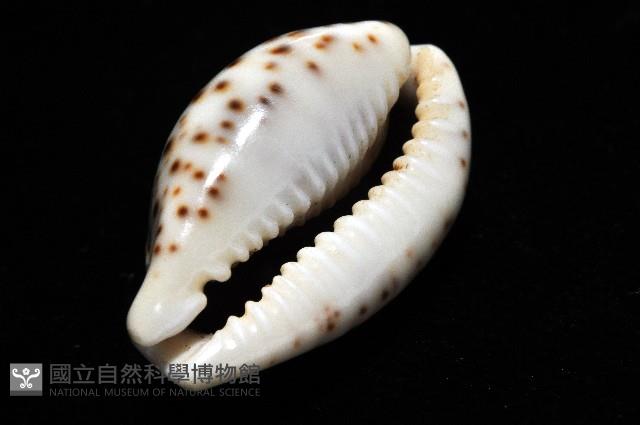 銹斑寶螺藏品圖，第14張