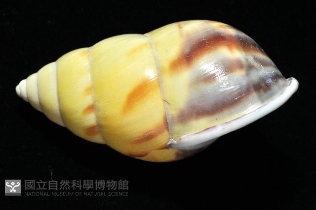 雙旋蝸牛藏品圖，第14張