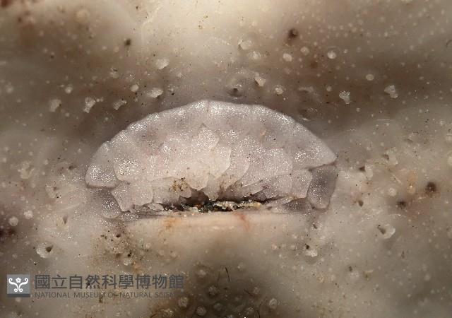 心形緣帶海膽藏品圖，第14張