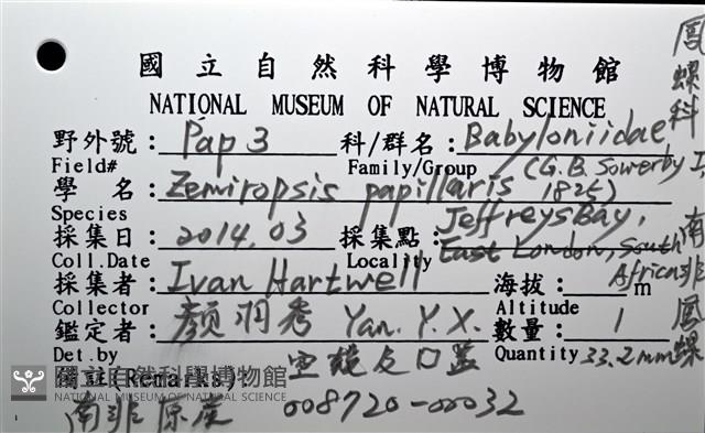 南非鳳螺藏品圖，第14張