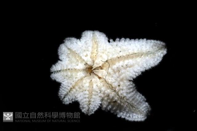 伯頓海燕藏品圖，第4張