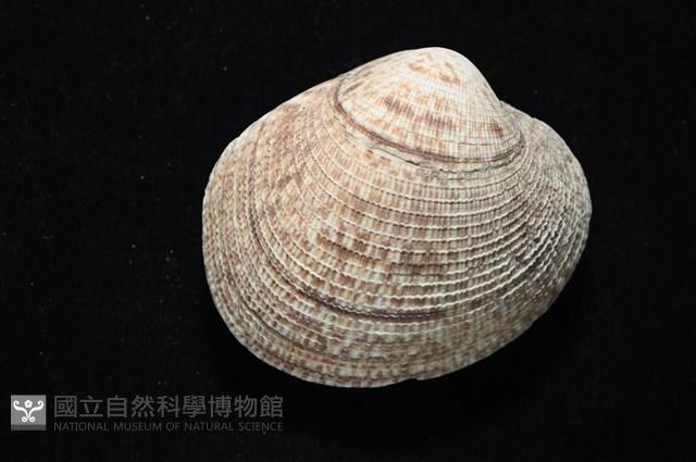千妮簾蛤藏品圖，第4張
