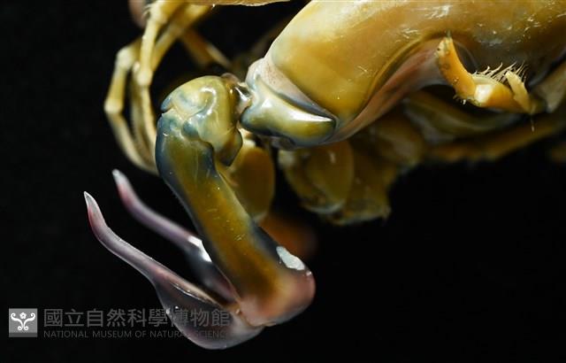 大指蝦蛄藏品圖，第4張