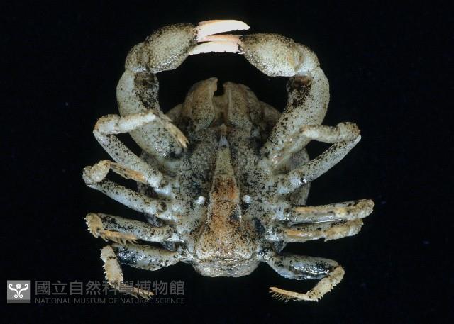 核果螺之一種藏品圖，第4張