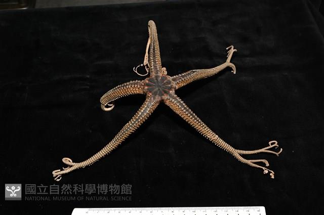 鞭枝蛇尾藏品圖，第4張