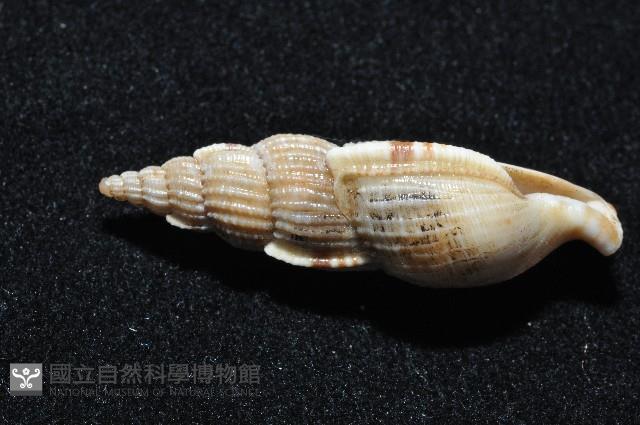 長形核螺藏品圖，第4張