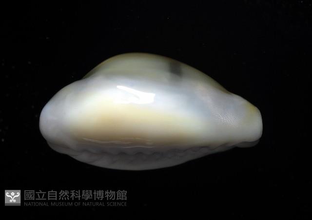 黃寶螺藏品圖，第4張